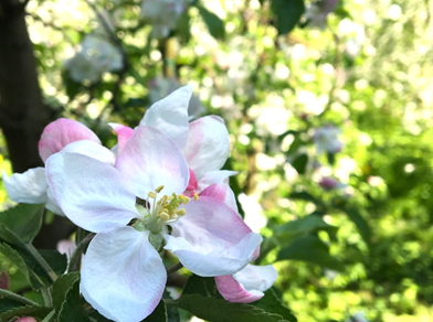 Fiori di mela bianchi