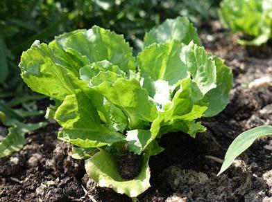 Lattuga verde fresca che cresce nell’orto su un terreno fertile.