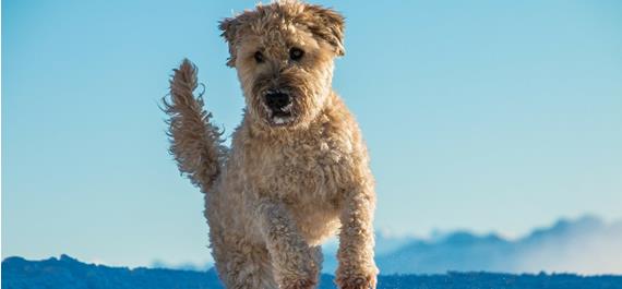 Animali domestici Dolomiti