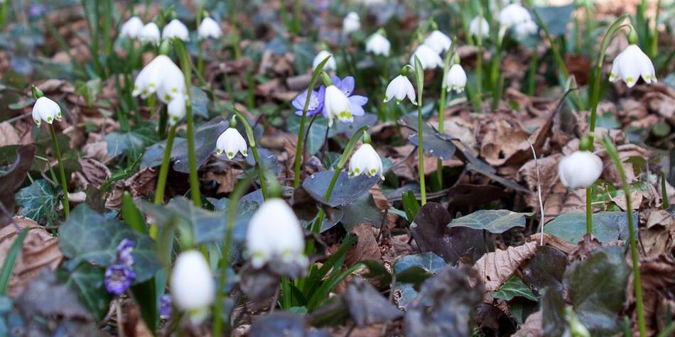 Bosco primaverile con numerosi fiori di campanellino (Leucojum vernum) in fiore tra foglie secche ed edera sul terreno.
