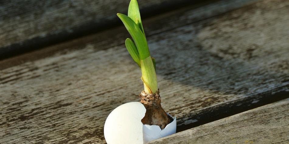 Il bulbo di un fiore